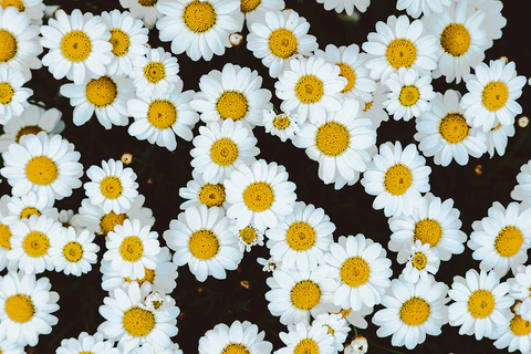 Kamilica — lekovita biljka sa širokim spektrom delovanja