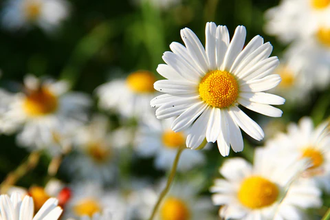 Kamilica cvetovi — beli cvetovi kamilice na tamnoj pozadini