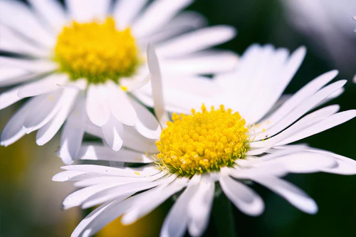 Kamilica cvet — krupni plan jednog cveta lekovite kamilice