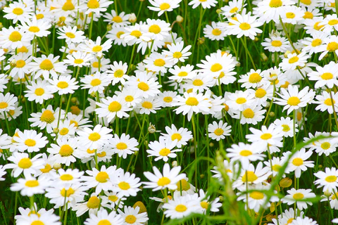 Polje kamilice — beli cvetovi kamilice na zelenoj livadi