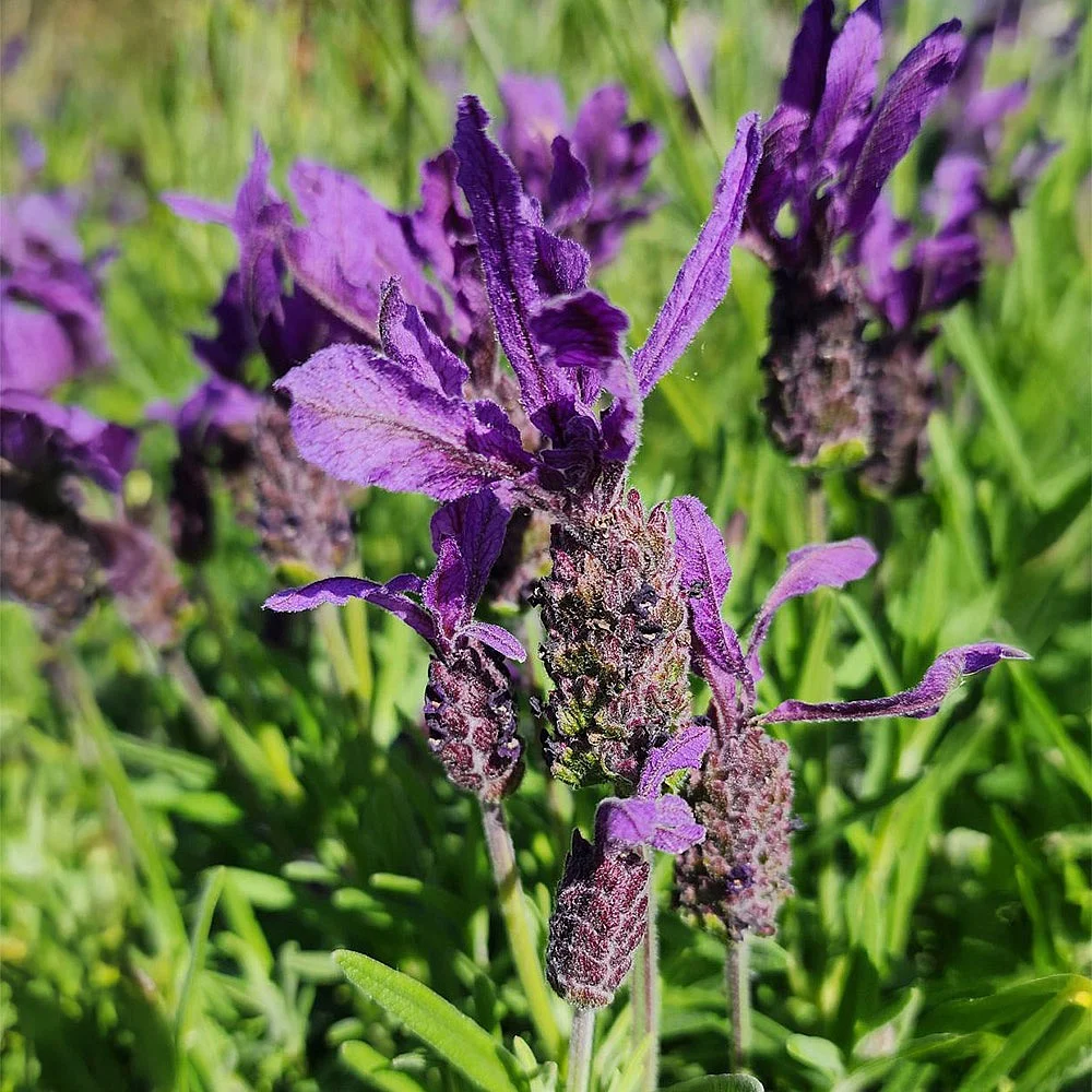 Lavanda — krupni plan ljubičastih cvetova lavande